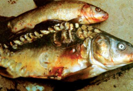 carp and tench infected with SVC 1.jpg